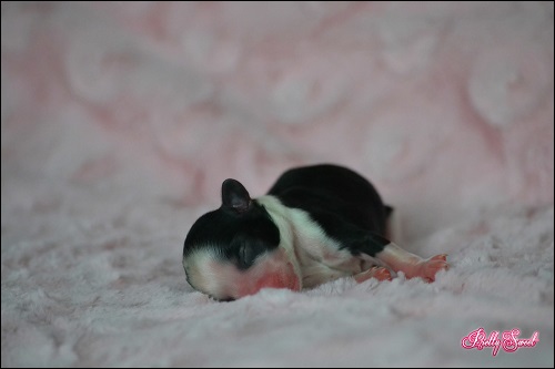 Eskimo Eis